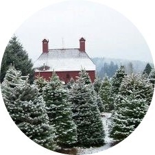 Snow covered trees and historic building along SR162